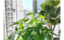 家里养这6种花，财运竟然越来越旺！第3种太神奇了