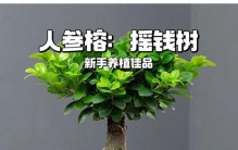 人参榕养成记：从“植物杀手”到“绿手指”的逆袭之路