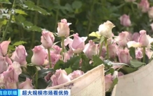 世界之最！这个超大规模市场，加速狂飙