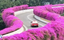 被花友盛赞的爆花植物，美过蔷薇，耐晒耐干南北方都能养出花篱笆