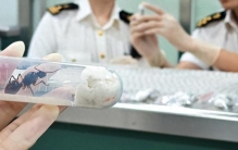 779只活体！厦门查获巨人恐蚁，世界最大蚂蚁之一，它有多可怕？