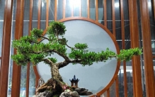 有“千年矮”之称的黄杨，为何又被称之为“木中之王”？