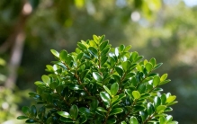 这些旺财植物别送人！家中有，财运安康双双到，自己留着最吉利！