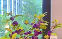 这植物才是“园艺反内卷”鼻祖，懒人美学天花板