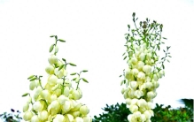 丝兰养护指南：让这株“懒人植物”成为你家最靓的仔！