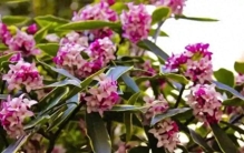 寒冬＂冻不死＂的6大花王！越冷越疯开，现在养一盆、春节美到炸