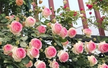 月季界“奥斯卡”3年一评，19种殿堂级“世界最受欢迎月季”