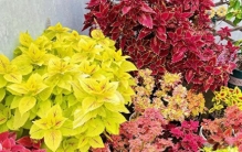 观叶植物“NO.1”，五彩缤纷，皮实易养，可“点亮”花园、阳台