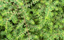 植物世界之：匍匐大戟