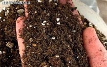 养植物，先养根，根长得健壮，枝叶更茂密，开花就超多！