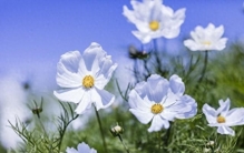 网络热议“某明星事件”引发全民关注，真相令人震惊