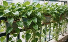 养花总枯？温度才是关键！植物“耐热耐寒”密码揭秘