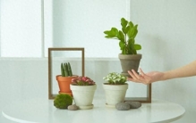 新家添绿意，这6种"吉祥植物"让好运扎根，日子越过越旺