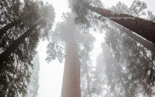 杀死世界上最大的生命，我们用了八天