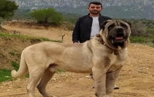 盘点世界最大的狗排行榜 全球十个最大的狗