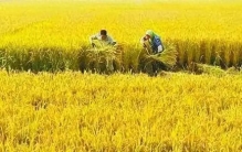 稻粟之歌：粮食之祖的种植与传承，书写人类生存的诗篇