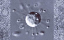 意外发现奇异生物！它们不属于已知生物的任何一个界