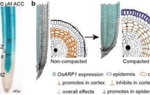 揭秘植物地下“生存智慧”，板结土壤也能高产！上海交大新成果登《自然》