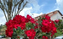 新手看过来！这8种花堪称＂植物小强＂想养死都难，又美又皮实