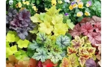 数九寒天不缺色，这8种植物抗冻开挂