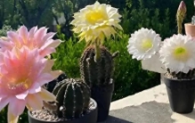 “旱不死”的6种花整个冬天不浇水也死不了颜值高，生命力又顽强