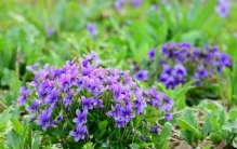 60款绝美野花大赏！那些穿梭山间的精灵，灵气满溢吊打“人造花”