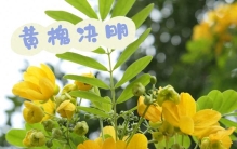 黄槐决明饲养指南：从植物杀手到绿手指的逆袭之路