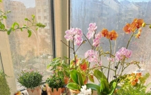 10种花草需要“卡点买”，时间不对，花钱“不讨好”