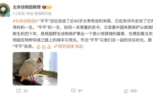 北京动物园39岁朱鹮“平平”去世，系世界上人工饲养的最长寿朱鹮