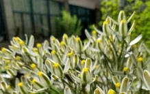 绿植界的“香味王”，有面包出炉的奶香味，颜值也高，很少人知道