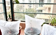 “塑料袋”大用处，保温又防风，把植物包起来，冬天防止冻伤