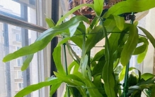 10种“富贵”花，就怕大太阳，多晒易枯萎，少晒“易爆棚”