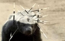 世界上最逆天的5种生物，飞檐走壁只是基本操作，而它已做到永生