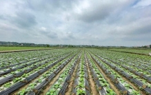 破译代谢密码！烟草变身植物合成工厂有了“导航罗盘”