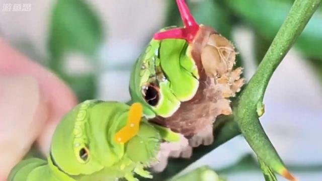 大自然中的奇妙生物，你见过吗？