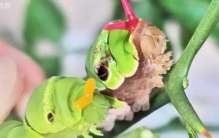 大自然中的奇妙生物，你见过吗？