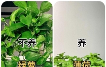 懒人好植物