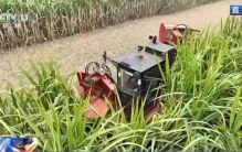 从“榨糖”到“超级电容” 揭秘广西甘蔗的甜蜜产业链