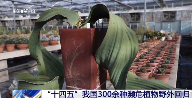 “十四五”我国300余种濒危植物野外回归 “生命方舟”加速完善