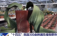 “十四五”我国300余种濒危植物野外回归 “生命方舟”加速完善