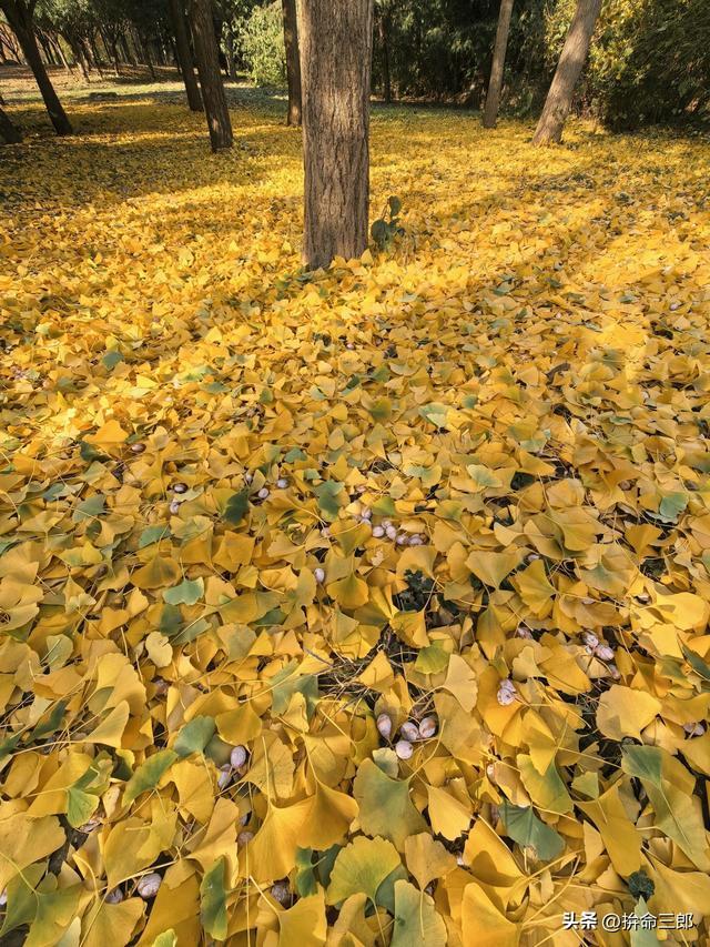 银杏树应该这样欣赏，读郭沫若的散文《银杏》才知道银杏之大美。