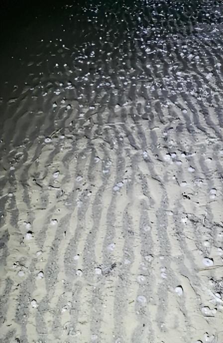 事发辽宁海域，沙滩上密密麻麻地布满奇怪生物！赶海男子：“看起来像……”