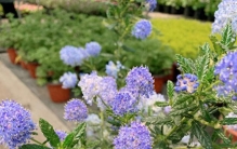 蓝色植物“天花板”，不输蓝雪花，颜值高、有香味，很少人知道！