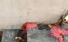 天津一男子晒“空调口的植物”，7天长一片，网友：别小瞧它！