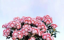 有种优秀的“冷门”植物，花叶都美，香味好闻，耐寒，很少人认识