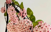 30种“硬命”花，每一种都让你洗去“养花杀手”的耻辱，还特好看