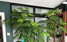 一种被名字耽误的绿植，号称软装“神器”，因名字怪，很少人知道