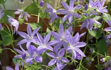 “逆袭”最成功的一种花，从路边的野草，到蓝色系植物“天花板”