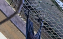 “世界最大蝙蝠”首次亮相广州长隆飞鸟乐园