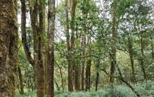 我国独有植物活化石！长得像刷子，时隔40年，25年再现贵州雷公山